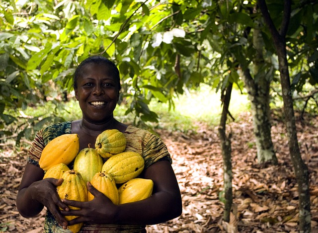cacao