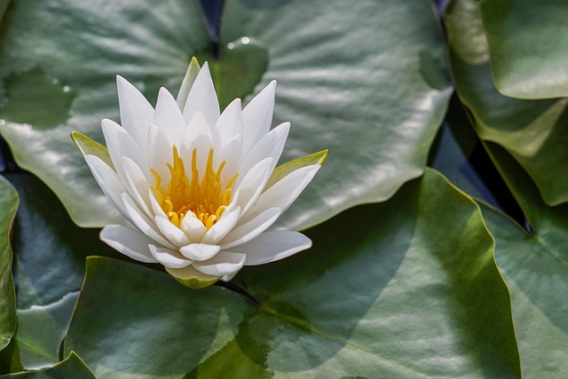 lotus