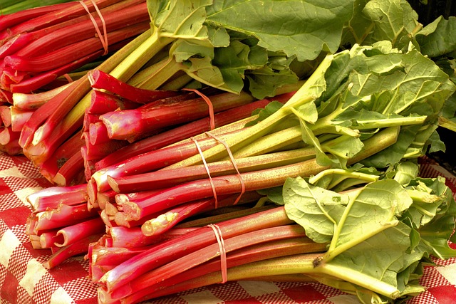 rhubarbes