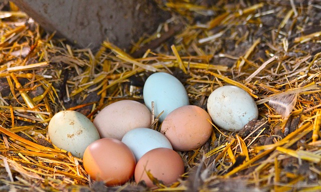 oeufs de ferme
