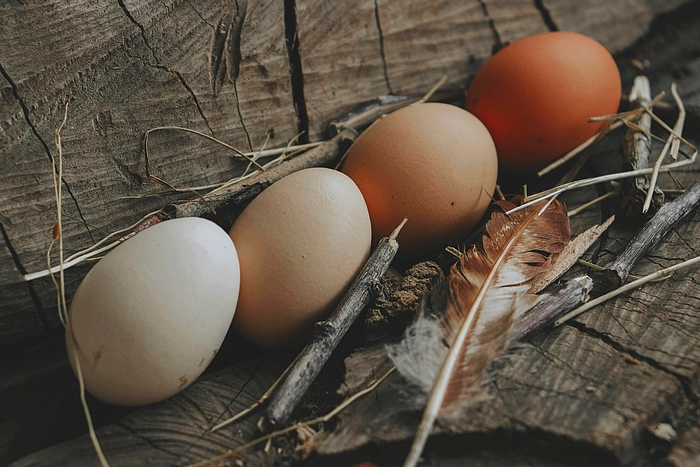 eggs