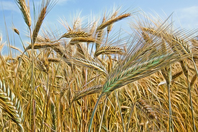 champs de blé